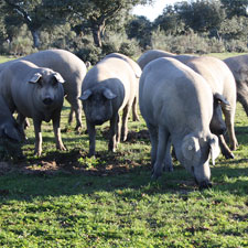 Cerdo Ibérico Lampiño