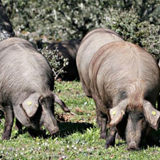 Montanera Cerdo Ibérico