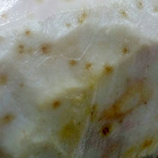Pigmentaciones Grasa Jamón