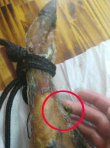 Restos lana caña jamones y paletas mangalica