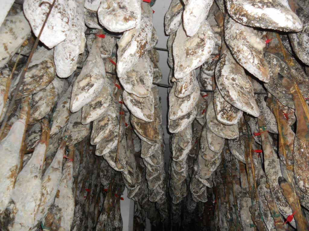 Moho Jamón