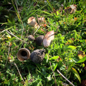 Montanera COVAP, bellotas peladas por el cerdo ibérico
