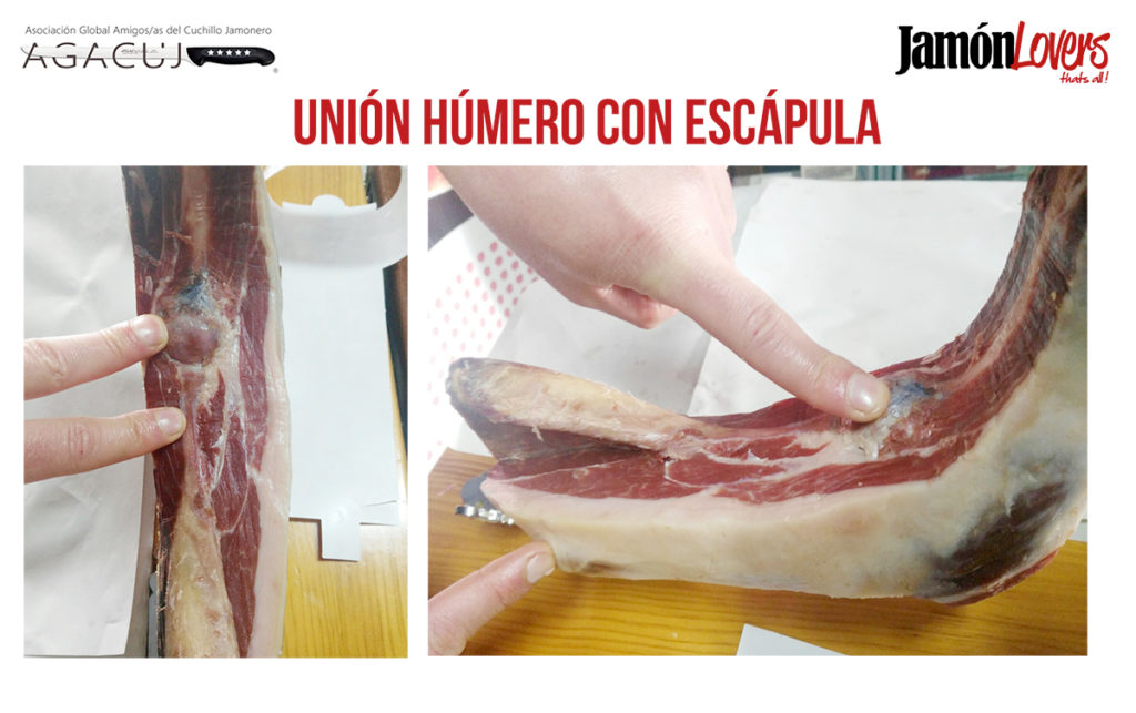 Cómo cortar una paletilla: unión húmero con escápula, el corte de la paleta