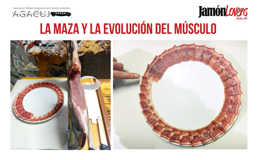 El corte de la paleta: La maza y la evolución del músculo de paletilla