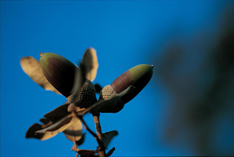 Alimentación cerdo ibérico