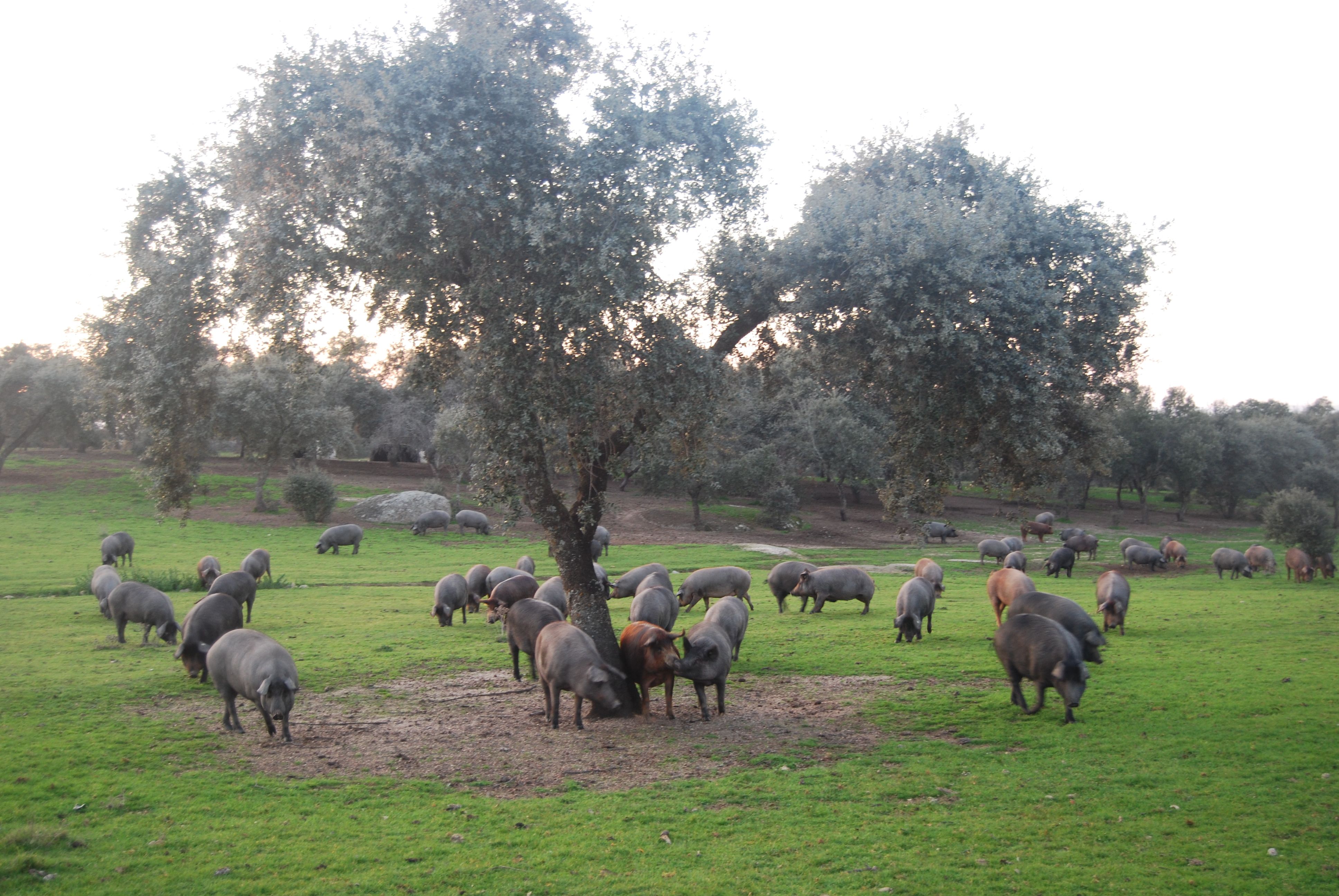 dehesa, cerdo ibérico