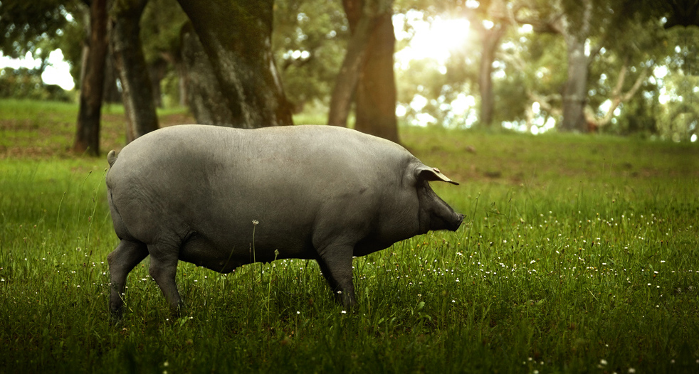 cerdo ibérico, los vocablos de la norma del ibérico