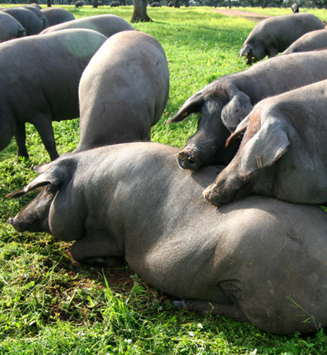 Nueva norma del jamón ibérico: La pureza de la raza