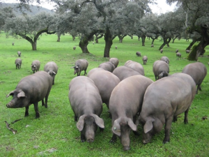 Cerdo Ibérico en la dehesa