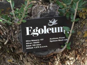 Chapa de identificación para los olivos de Egoleum