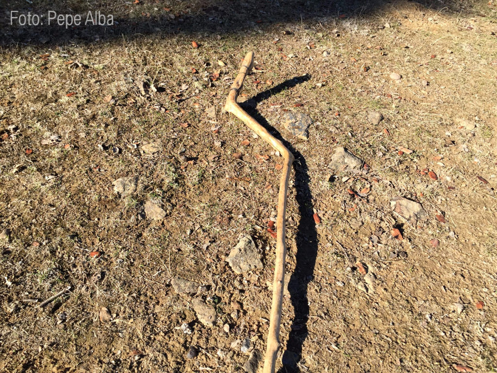 Rebaño, palo para ayudar a que caigan las bellotas