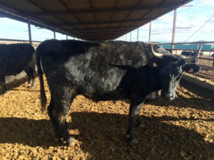 Ejemplar Wagyu. Finca Santa Rosalia en Vizmalo (Burgos)