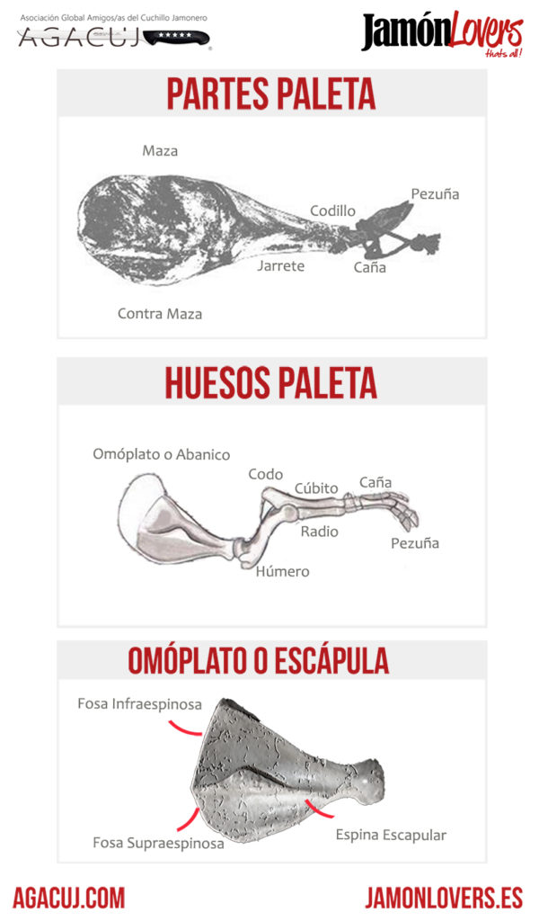 El corte de la paleta: Partes y huesos paletilla