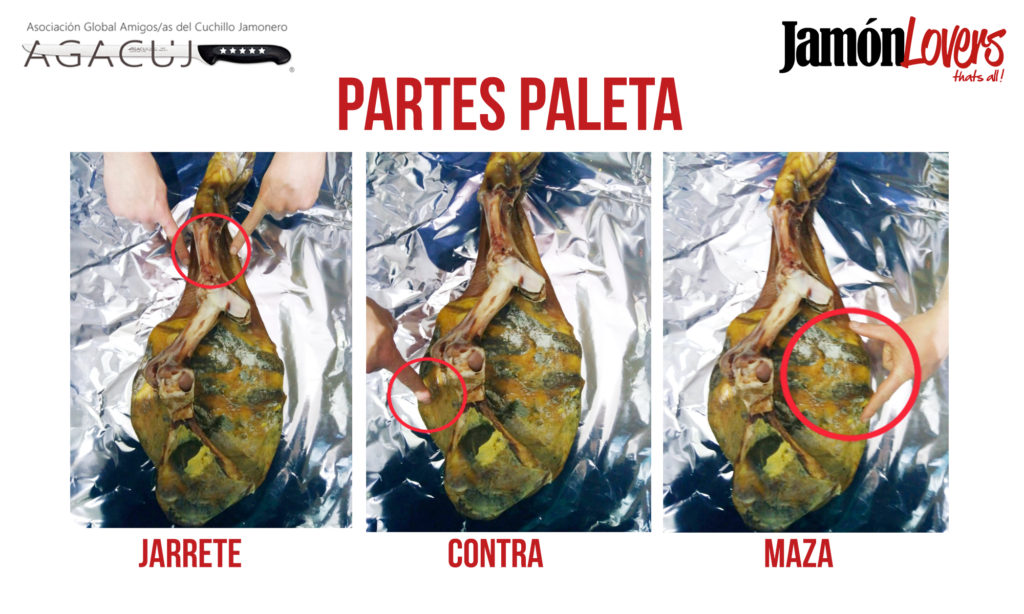 El corte de la paleta: Partes paletilla