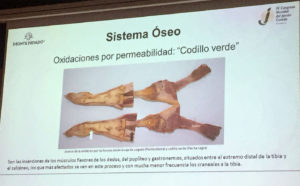 Codillo verde. Anomalías del jamón, implicaciones del sistema linfático, vascular y óseo, por Juan Vicente Olmos en el Congreso Mundial del Jamón