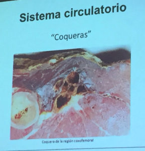 Coqueras. Anomalías del jamón, implicaciones del sistema linfático, vascular y óseo, por Juan Vicente Olmos en el Congreso Mundial del Jamón