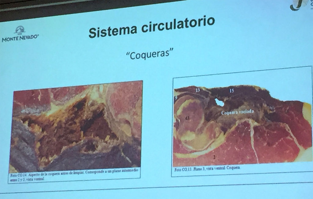 Coqueras. Anomalías del jamón, implicaciones del sistema linfático, vascular y óseo, por Juan Vicente Olmos en el Congreso Mundial del Jamón