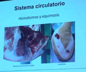 Equimosis y hemorragias. Anomalías del jamón, implicaciones del sistema linfático, vascular y óseo, por Juan Vicente Olmos en el Congreso Mundial del Jamón