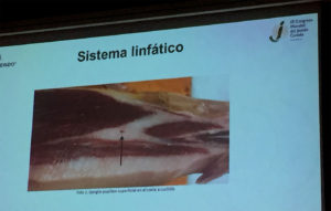 Ganglios poplíteos. Anomalías del jamón, implicaciones del sistema linfático, vascular y óseo, por Juan Vicente Olmos en el Congreso Mundial del Jamón