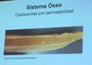 Oxidaciones por permeabilidad. Anomalías del jamón, implicaciones del sistema linfático, vascular y óseo, por Juan Vicente Olmos en el Congreso Mundial del Jamón
