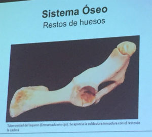 Sistema Óseo. Anomalías del jamón, implicaciones del sistema linfático, vascular y óseo, por Juan Vicente Olmos en el Congreso Mundial del Jamón