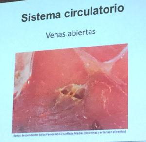 Venas abiertas. Anomalías del jamón, implicaciones del sistema linfático, vascular y óseo, por Juan Vicente Olmos en el Congreso Mundial del Jamón