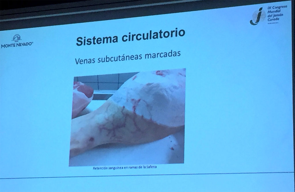 Venas subcutáneas. Anomalías del jamón, implicaciones del sistema linfático, vascular y óseo, por Juan Vicente Olmos en el Congreso Mundial del Jamón