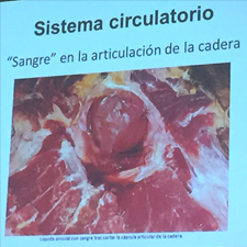 Anomalías del jamón, implicaciones del sistema linfático, vascular y óseo, por Juan Vicente Olmos en el Congreso Mundial del Jamón