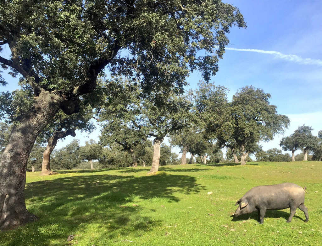 Cargas Ganaderas: Hectáreas cerdo ibérico Norma de Calidad del Ibérico