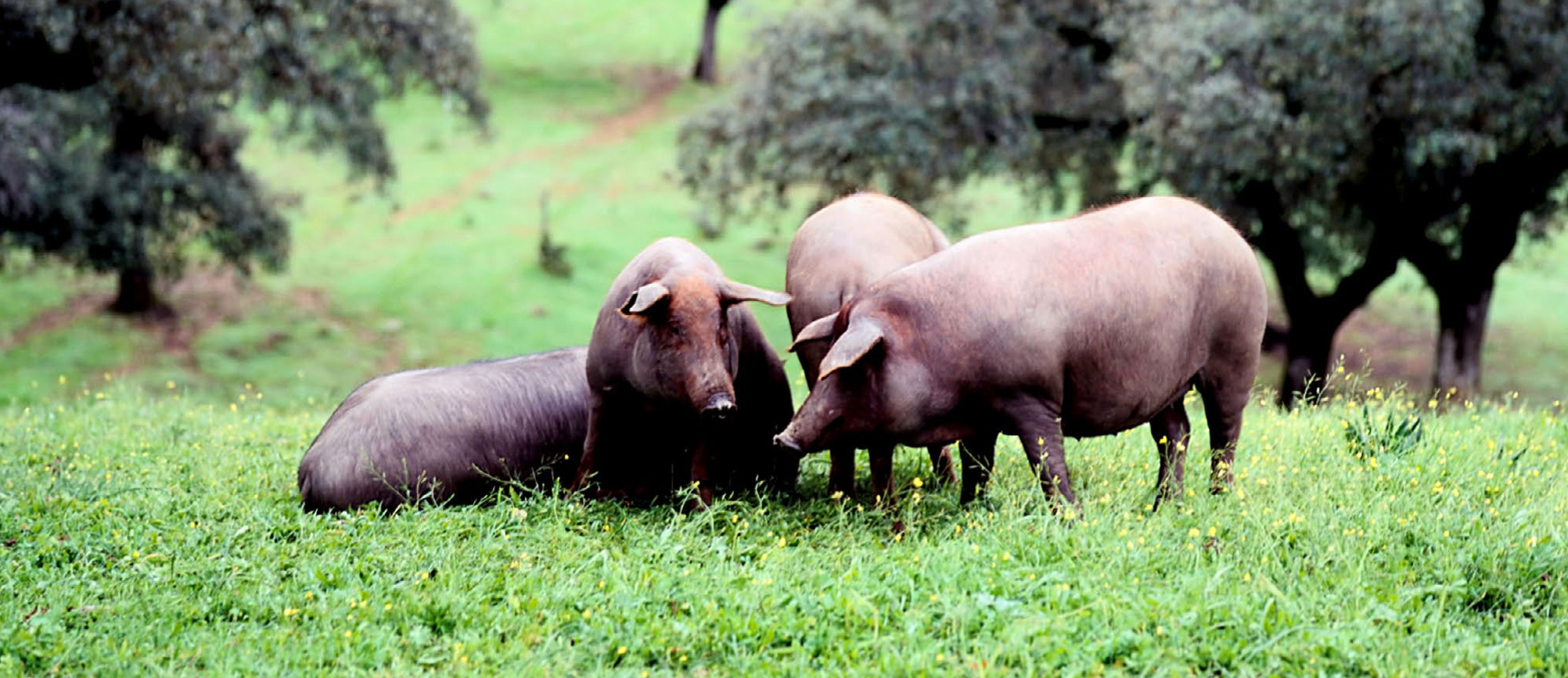 Microclima y hábitat cerdo ibérico