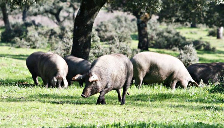 dehesa-montanera-cerdo-iberico-jamonlovers