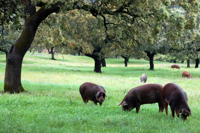 Ruta Jamón Ibérico
