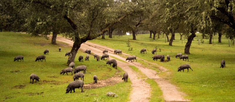 Ruta del Jamón Ibérico: Los Pedroches