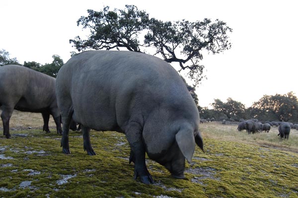 Cerdo Ibérico