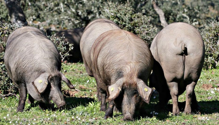 montanera-cerdo-iberico