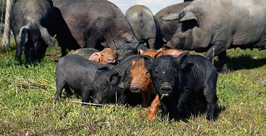 El cerdo ibérico bajo la nueva normativa