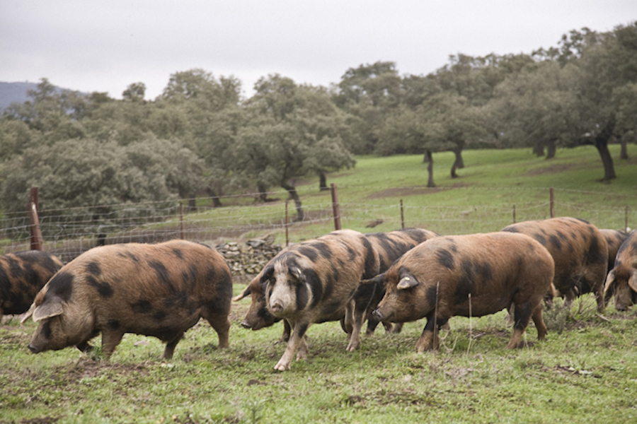 Cerdo manchado de jabugo