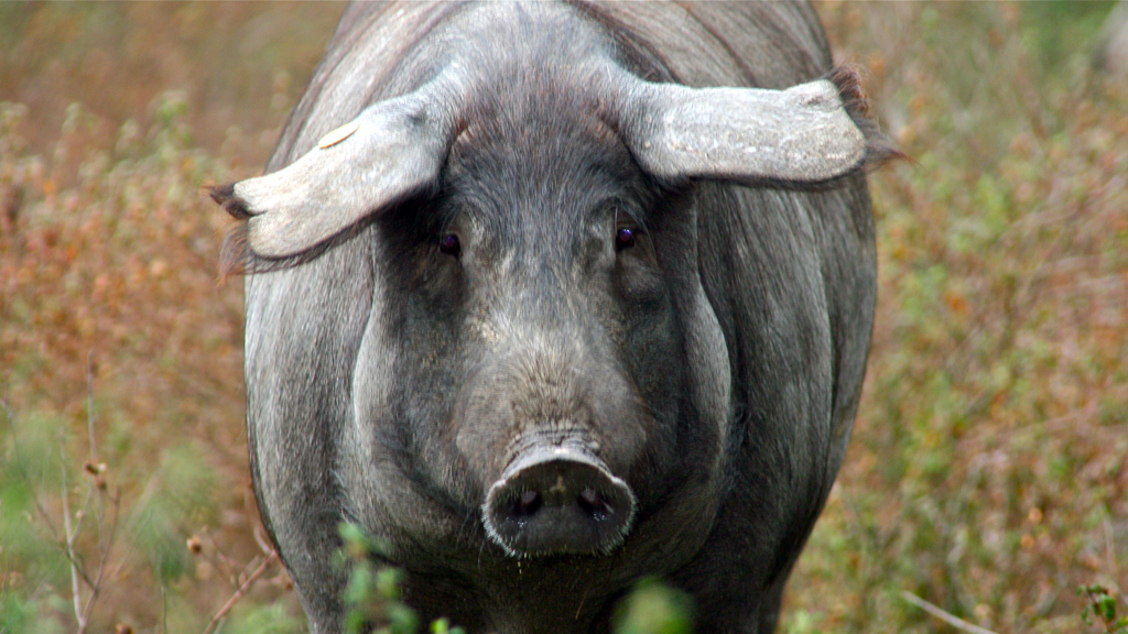 Se hacen jamones ibéricos fuera de españa