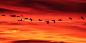 Atardecer en Gallocanta