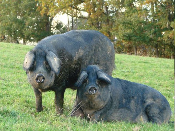 Cerdo negro de Bigorre