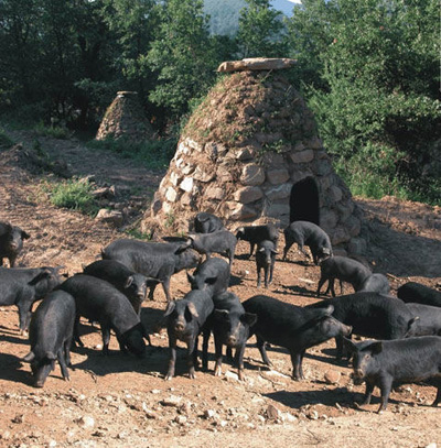 Cerdo negro siciliano