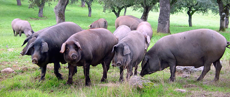La calidad del jamón ibérico y la sociabilidad del cerdo