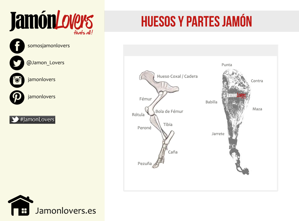 Partes del jamón y huesos del jamón