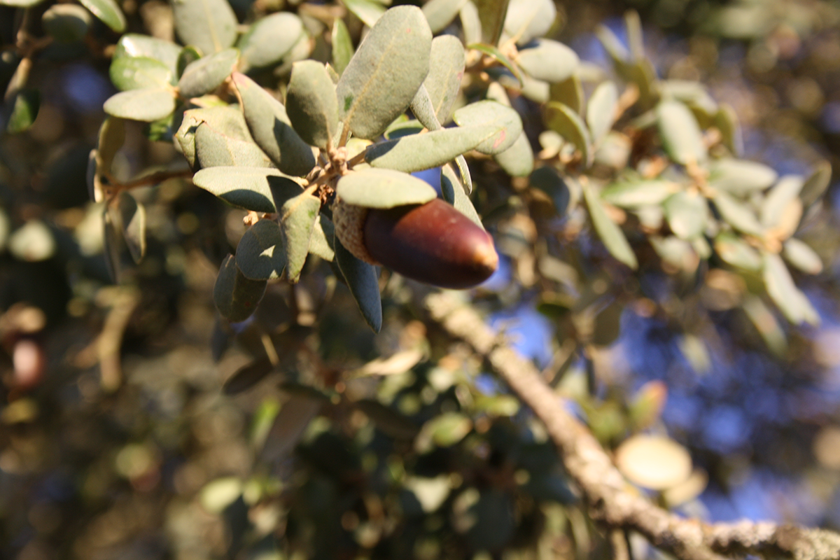 Bellota encina