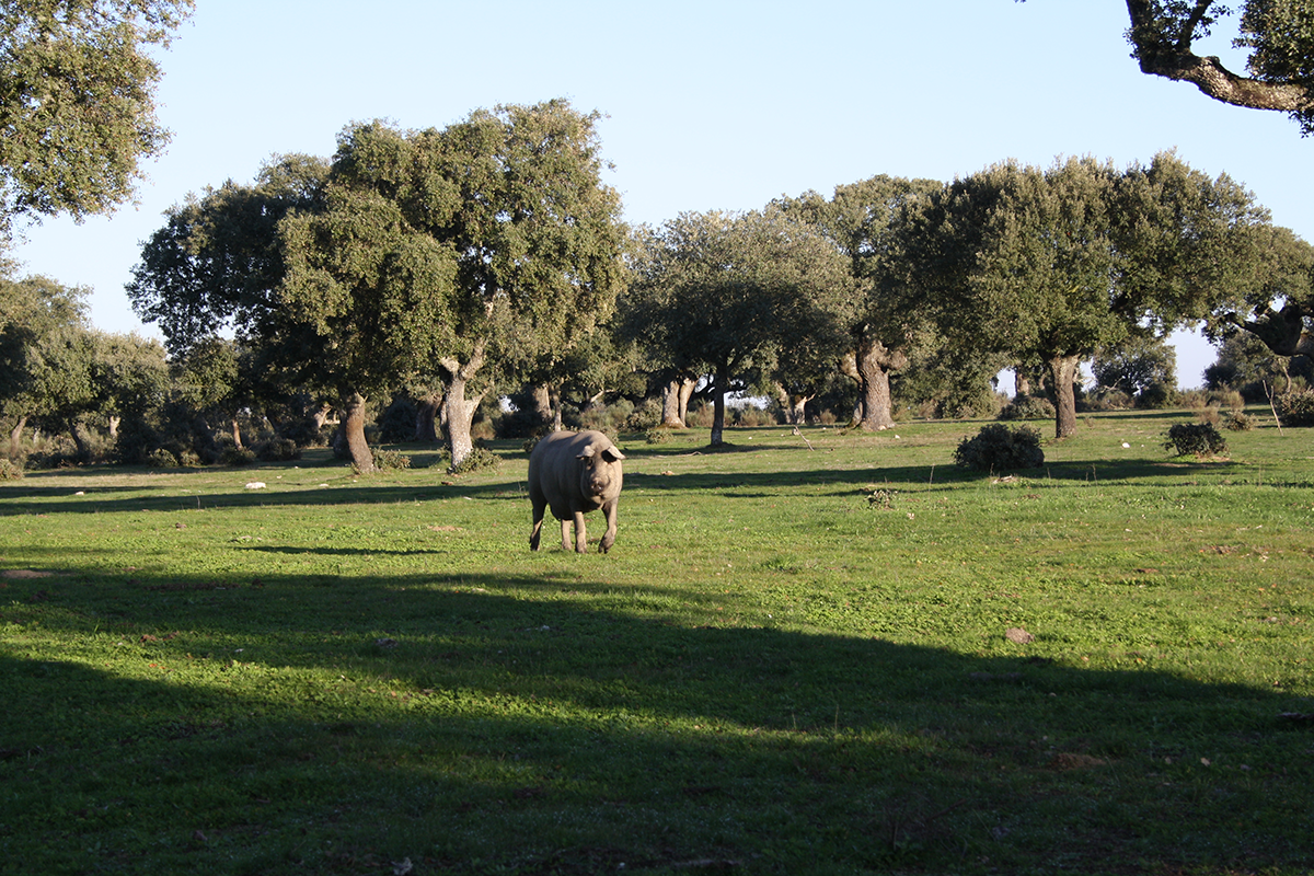 Variedad Cerdo Lampiño, campo de Argañan