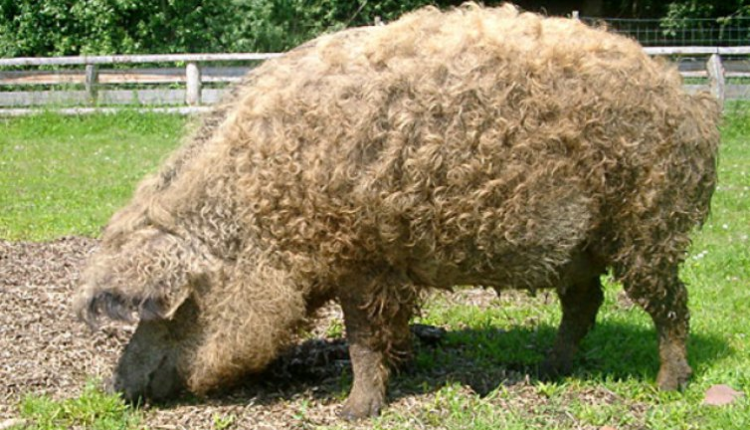 mangalica-cerdo
