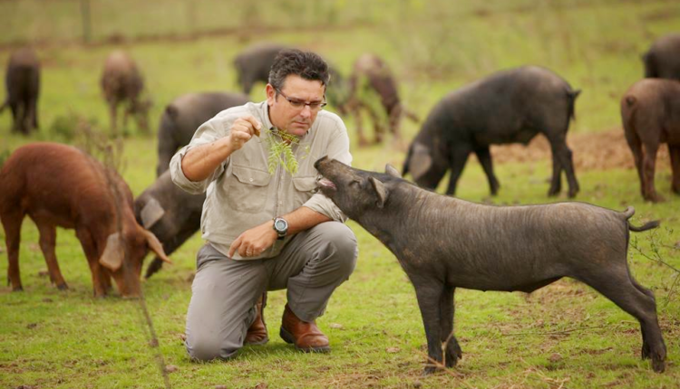 manuel-murga-acorn-seekers-jamonlovers