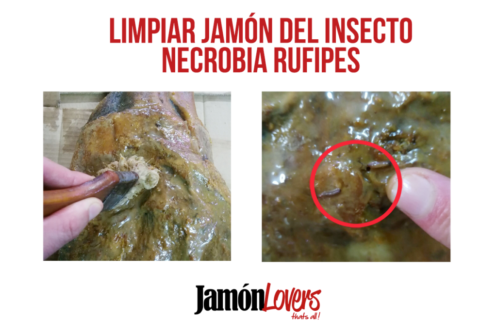 Cómo eliminar bichos jamón. Necrobia Rufipes. 