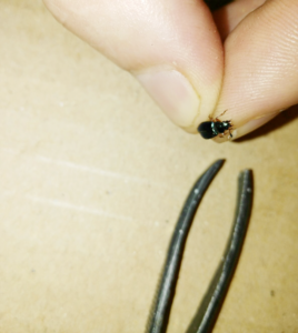 Necrobia rufipes, escarabajo jamón. Bichos en el jamón. 