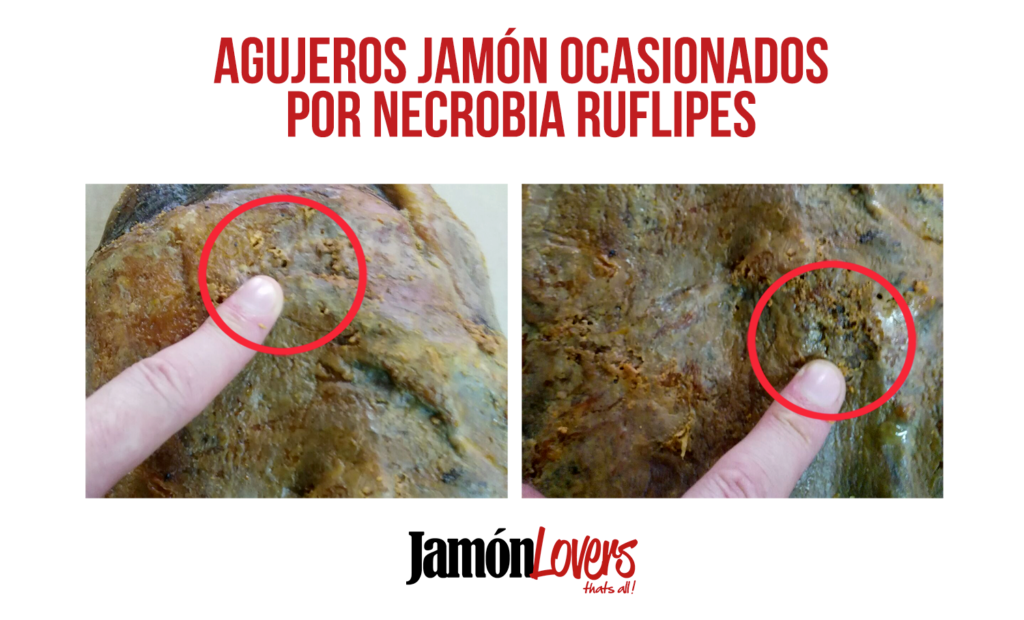 Necrobia Rufipes agujeros larvas jamón